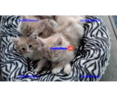 Schitterende maine coon kittens