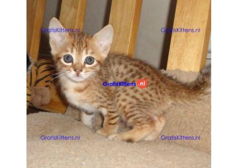 Er zijn prachtige Savannah Kittens beschikbaar