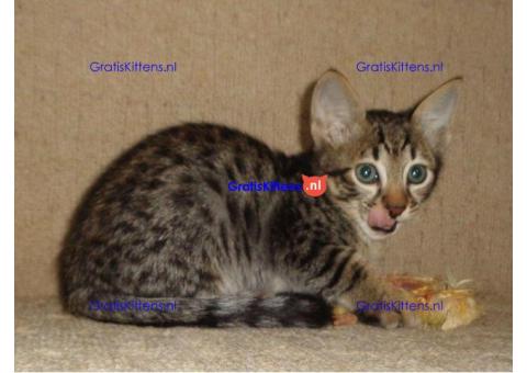 Er zijn prachtige Savannah Kittens beschikbaar