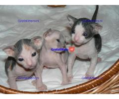 Gezonde mannelijke en vrouwelijke Sphynx-kittens Op zoek naar nieuwe huizen