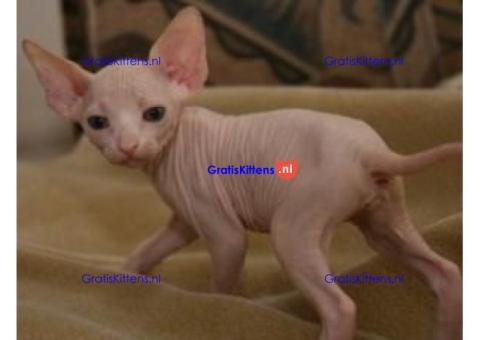 Gezonde mannelijke en vrouwelijke Sphynx-kittens Op zoek naar nieuwe huizen