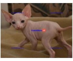 Gezonde mannelijke en vrouwelijke Sphynx-kittens Op zoek naar nieuwe huizen