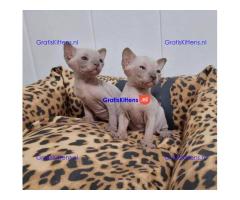 Gezonde mannelijke en vrouwelijke Sphynx-kittens Op zoek naar nieuwe huizen