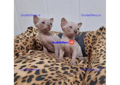 Gezonde mannelijke en vrouwelijke Sphynx-kittens Op zoek naar nieuwe huizen