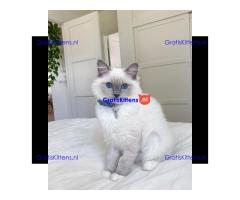 Schattige vrouwelijke Ragdoll kitten blauwe ogen voor adoptie