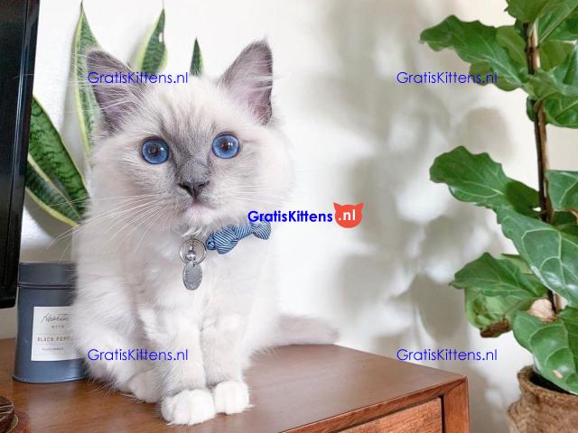 Schattige vrouwelijke Ragdoll kitten blauwe ogen voor adoptie