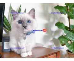 Schattige vrouwelijke Ragdoll kitten blauwe ogen voor adoptie