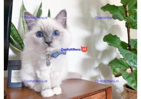 Schattige vrouwelijke Ragdoll kitten blauwe ogen voor adoptie