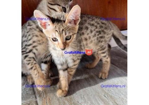 F1 Savannah kitten Beschikbaar