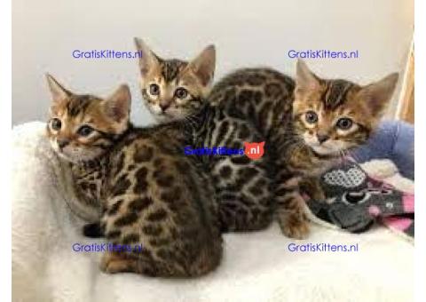 Perfecte Bengaalse kittens voor adoptie