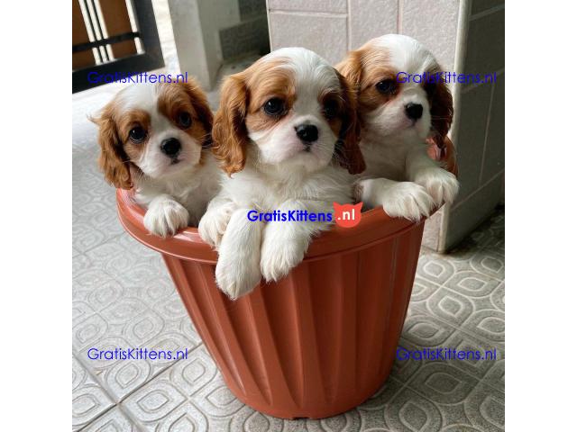 Cavalier King Charles Spaniel-puppy's te koop