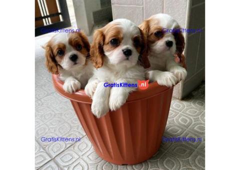 Cavalier King Charles Spaniel-puppy's te koop