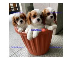 Cavalier King Charles Spaniel-puppy's te koop