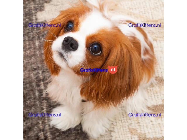 Cavalier King Charles Spaniel-puppy's te koop