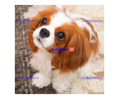Cavalier King Charles Spaniel-puppy's te koop