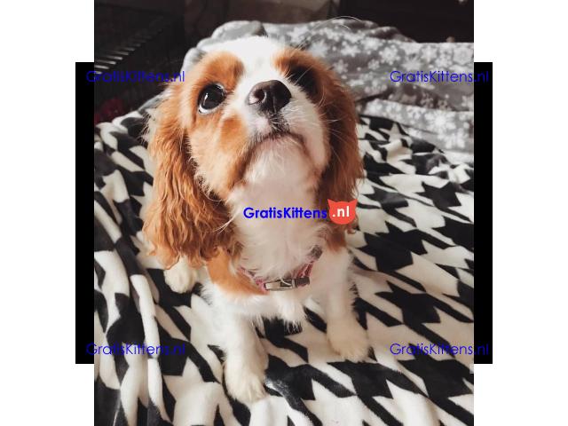 Cavalier King Charles Spaniel-puppy's te koop