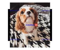 Cavalier King Charles Spaniel-puppy's te koop