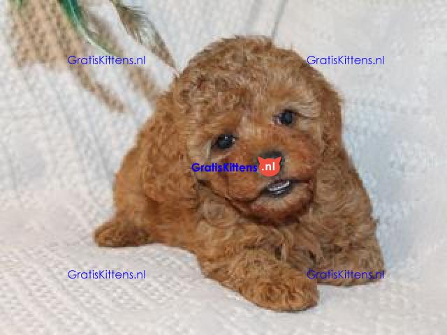 We hebben prachtige maltipoo-puppy's die klaar zijn om