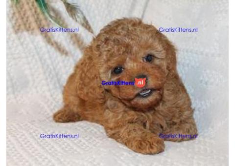 We hebben prachtige maltipoo-puppy's die klaar zijn om