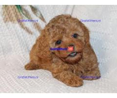 We hebben prachtige maltipoo-puppy's die klaar zijn om