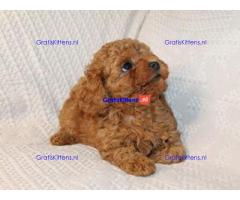 We hebben prachtige maltipoo-puppy's die klaar zijn om