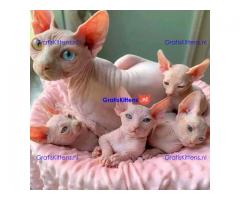 Mooie Sphynx kittens te koop