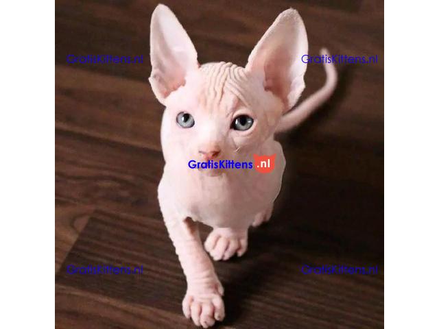 Mooie Sphynx kittens te koop