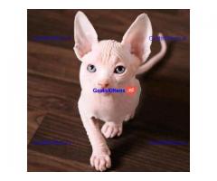 Mooie Sphynx kittens te koop