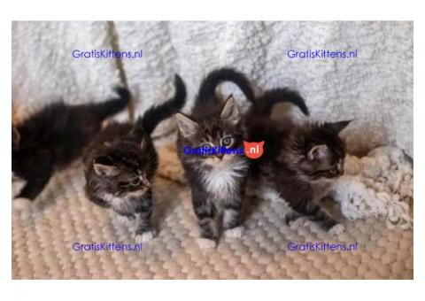 Prachtige Maine Coon kittens