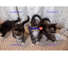 Prachtige Maine Coon kittens