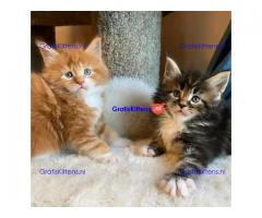 Prachtige Maine Coon kittens