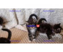 Prachtige Maine Coon kittens