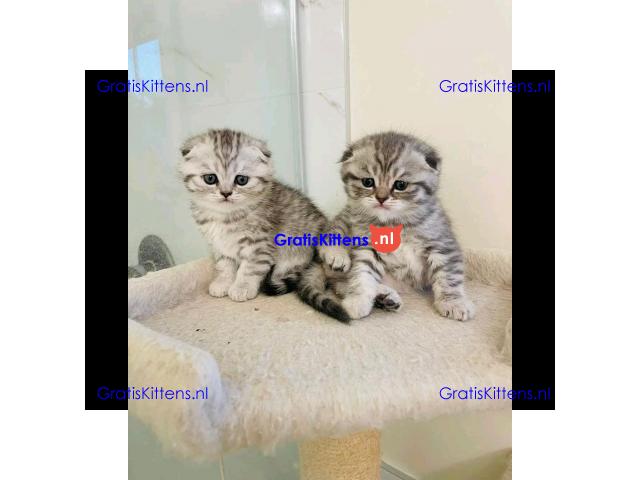 Prachtige Scottish Fold kittens