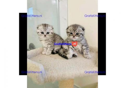 Prachtige Scottish Fold kittens