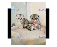 Prachtige Scottish Fold kittens