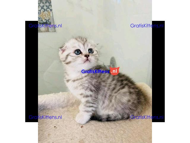 Prachtige Scottish Fold kittens