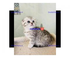 Prachtige Scottish Fold kittens