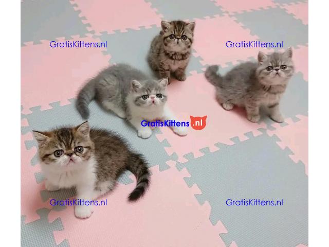 Exotische kittens beschikbaar