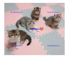 Exotische kittens beschikbaar