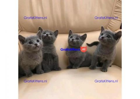 Zuiver ras Russische blauwe kittens beschikbaar