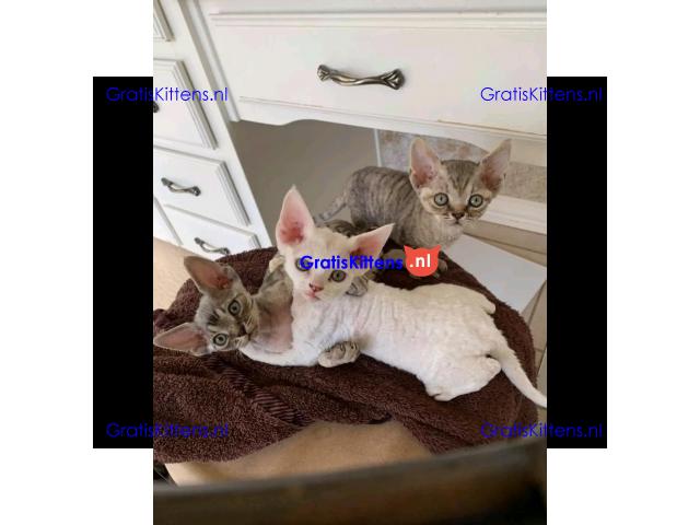 Devon rex prachtige kittens