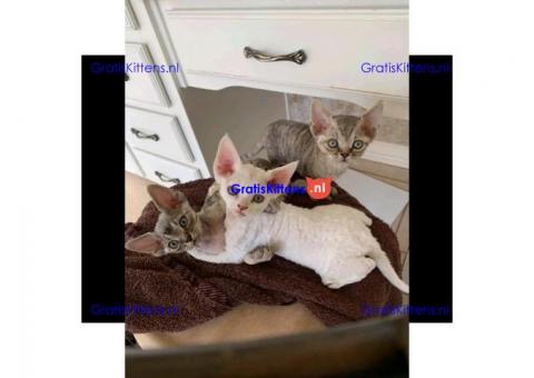 Devon rex prachtige kittens