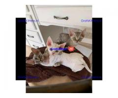 Devon rex prachtige kittens