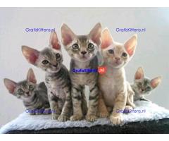 Devon rex prachtige kittens