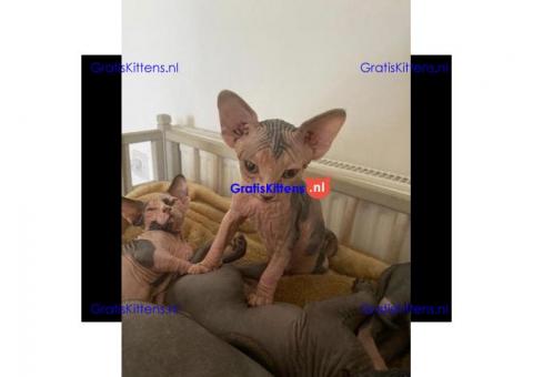 Geweldige rasechte sphynx