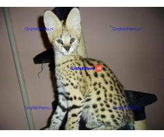 Savannah-kittens beschikbaar