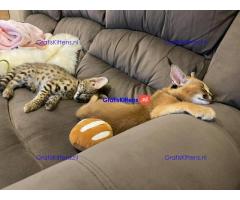 Savannah-kittens beschikbaar