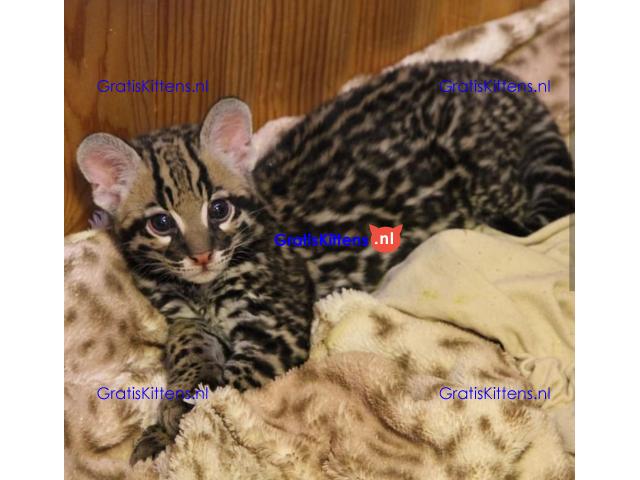 Savannah-kittens beschikbaar