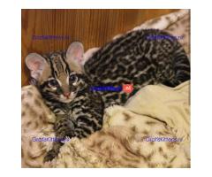 Savannah-kittens beschikbaar