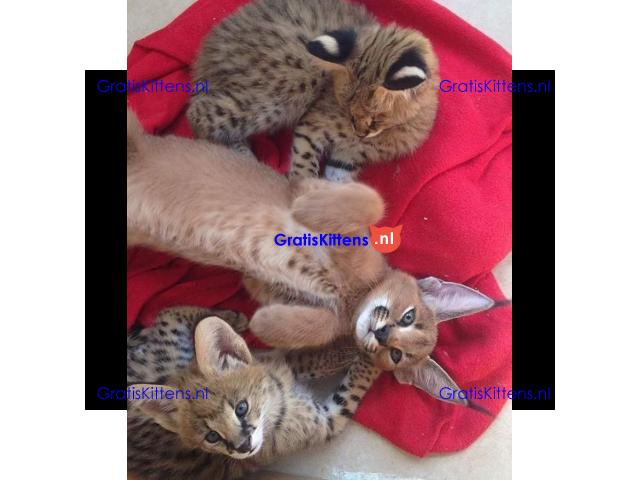 Savannah-kittens beschikbaar